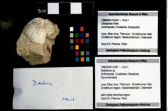 Foto (Objekt + Etikett) von Distefania sp.  (NHMW-GEO-1990-0041-3347)